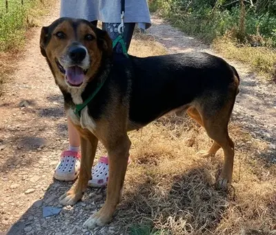 BERTI - 63 cm - JUNGER RÜDE IN NOT! ( aus dem Tierschutz/mit Video), Mischling - Rüde