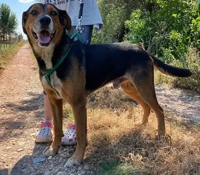 BERTI - 63 cm - JUNGER RÜDE IN NOT! ( aus dem Tierschutz/mit Video), Mischling - Rüde