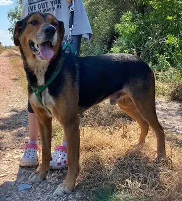 BERTI - 63 cm - JUNGER RÜDE IN NOT! ( aus dem Tierschutz/mit Video), Mischling - Rüde