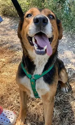 BERTI - 63 cm - JUNGER RÜDE IN NOT! ( aus dem Tierschutz/mit Video), Mischling - Rüde