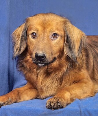 BERTI - R E S E R V I E R T !!!! freundlich und anhänglich, verschmust, fröhlich, gelehrig, anfangs schüchtern, Mischling - Rüde