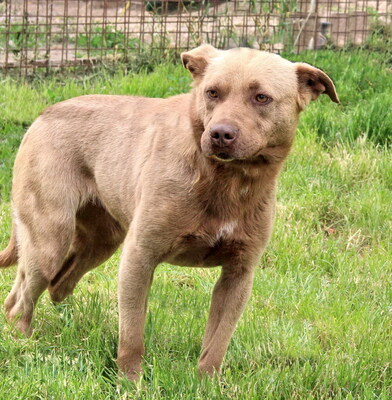 BESSIE - freundlich und neugierig, anhänglich, katzenverträglich, anfangs sehr ängstlich, Mischling - Hündin