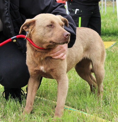 BESSIE - freundlich und neugierig, anhänglich, katzenverträglich, anfangs sehr ängstlich, Mischling - Hündin