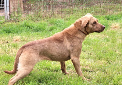 BESSIE - freundlich und neugierig, anhänglich, katzenverträglich, anfangs sehr ängstlich, Mischling - Hündin