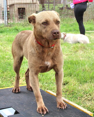 BESSIE - freundlich und neugierig, anhänglich, katzenverträglich, anfangs sehr ängstlich, Mischling - Hündin