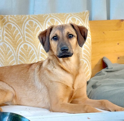 BESYA - gelehriges Welpenmädchen, Mischling - Hündin