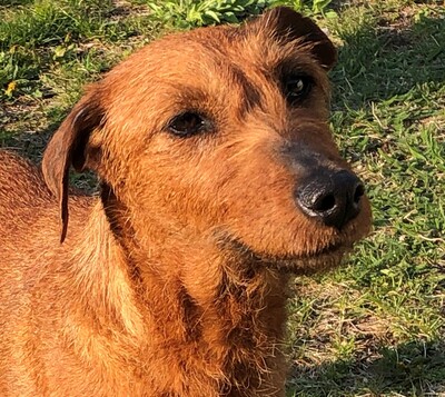 BETTINA Foxy, Irish Terrriermix - Hündin