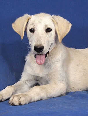 BETTY - R E S E R V I E R T !!!!! sehr lieb und aufgeweckt, fröhlich, lebhaft, verschmust, gelehrig, katzenverträglich, Mischling (Video auf HP) Welpen - Hündin