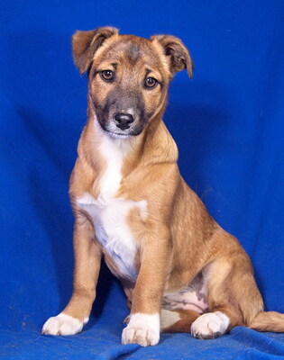 BIANCA - sehr lieb und aufgeweckt, fröhlich, lebhaft, verschmust, gelehrig