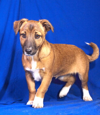 BIANCA - sehr lieb und aufgeweckt, fröhlich, lebhaft, verschmust, gelehrig, Mischling Welpen - Hündin