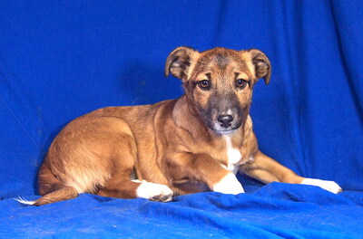 BIANCA - sehr lieb und aufgeweckt, fröhlich, lebhaft, verschmust, gelehrig, Mischling Welpen - Hündin