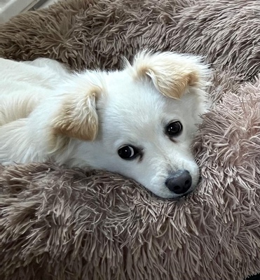 BIGGY lebhafter Hundebub, Mischling - Rüde