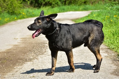 BILLY S271, Mischling - Rüde