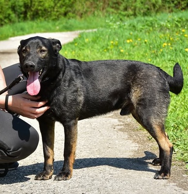BILLY S271, Mischling - Rüde