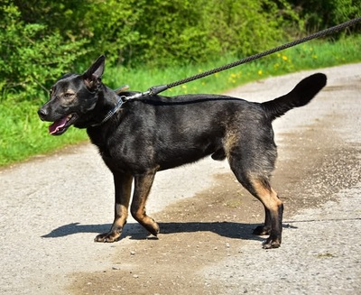 BILLY S271, Mischling - Rüde