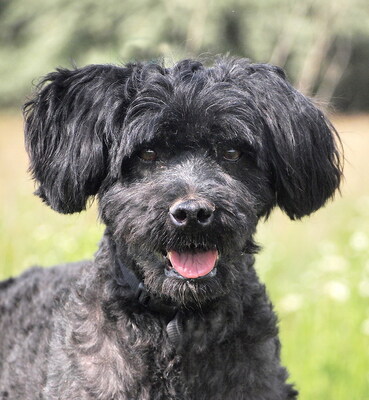 BIRI - NOTFALL - SPENDENAUFRUF! sensibel und sehr lieb, aufmerksam, freundlich, gelehrig, anfangs etwas ängstlich