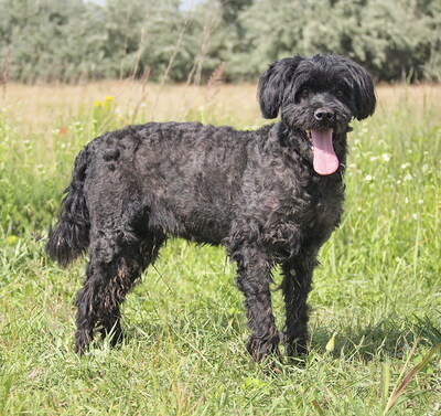 BIRI - R E S E R V I E R T !!!!! sensibel und sehr lieb, aufmerksam, freundlich, gelehrig, anfangs etwas ängstlich, Puli Mischling (Video auf HP) - Hündin