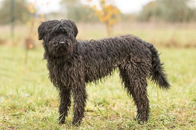 BIRI - R E S E R V I E R T !!!!! sensibel und sehr lieb, aufmerksam, freundlich, gelehrig, anfangs etwas ängstlich, Puli Mischling (Video auf HP) - Hündin