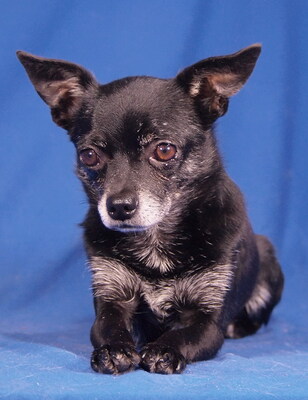 BLACKY - R E S E R V I E R T !!!!! freundlich, anhänglich, neugierig, verschmust; anfangs ängstlich, könnte in Situationen, die er nicht versteht, schnappen, Chihuahua - Rüde