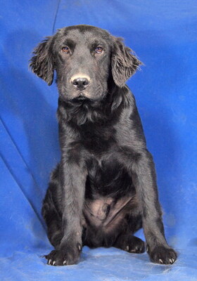 BLAKE - liebenswert und fröhlich, verschmust, neugierig, lernfreudig, lebhaft