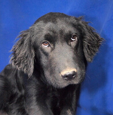 BLAKE - liebenswert und fröhlich, verschmust, neugierig, lernfreudig, lebhaft, Mischling - Rüde