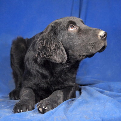 BLAKE - liebenswert und fröhlich, verschmust, neugierig, lernfreudig, lebhaft, Mischling - Rüde