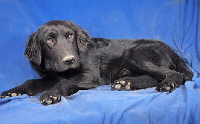 BLAKE - liebenswert und fröhlich, verschmust, neugierig, lernfreudig, lebhaft, Mischling - Rüde