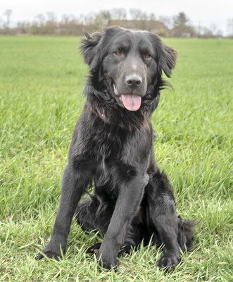 BLAKE - liebenswert und fröhlich, verschmust, neugierig, lernfreudig, lebhaft, anfangs möglicherweise schüchtern