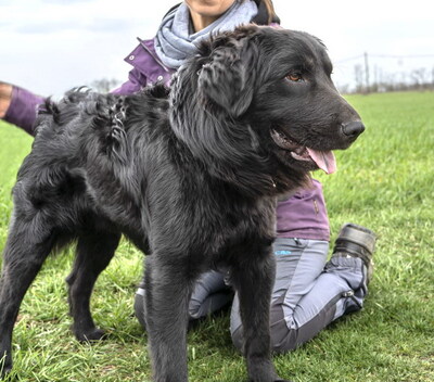 BLAKE - liebenswert und fröhlich, verschmust, neugierig, lernfreudig, lebhaft, anfangs möglicherweise schüchtern, Mischling - Rüde