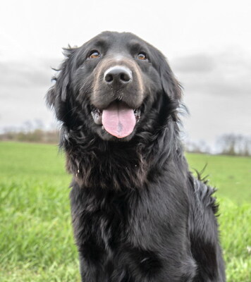 BLAKE - liebenswert und fröhlich, verschmust, neugierig, lernfreudig, lebhaft, anfangs möglicherweise schüchtern, Mischling - Rüde