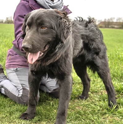 BLAKE - liebenswert und fröhlich, verschmust, neugierig, lernfreudig, lebhaft, anfangs möglicherweise schüchtern, Mischling - Rüde