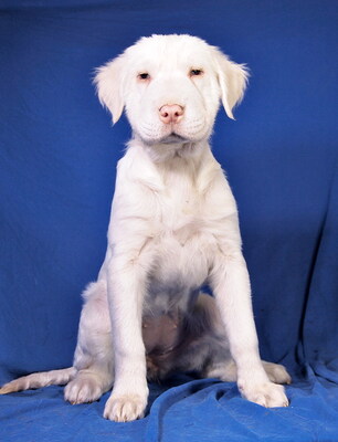 BLANCA - R E S E R V I E R T !!!!! ausnehmend freundlich und lieb, intelligent, lebhaft, verspielt