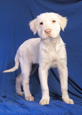 BLANCA - R E S E R V I E R T !!!!! ausnehmend freundlich und lieb, intelligent, lebhaft, verspielt, Mischling Welpen - Hündin
