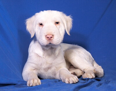 BLANCA - R E S E R V I E R T !!!!! ausnehmend freundlich und lieb, intelligent, lebhaft, verspielt, Mischling Welpen - Hündin