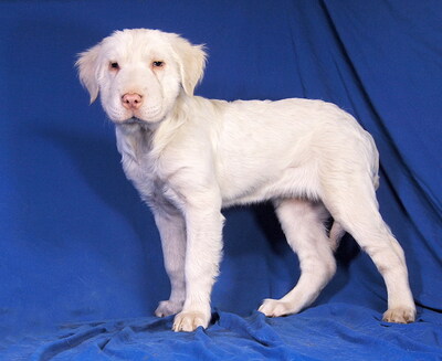 BLANCA - R E S E R V I E R T !!!!! ausnehmend freundlich und lieb, intelligent, lebhaft, verspielt, Mischling Welpen - Hündin