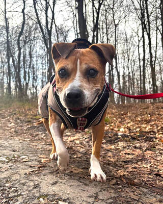 BLANCHE - NOTFALL!!! SPENDENAUFRUF!!! sehr lieb und freundlich, dankbar, American Staffordshire Terrier (Video auf HP) - Hospizplatz Wien - Hündin 1