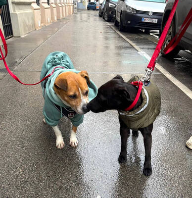 BLANCHE - NOTFALL!!! SPENDENAUFRUF!!! sehr lieb und freundlich, dankbar, American Staffordshire Terrier (Video auf HP) - Hospizplatz Wien - Hündin