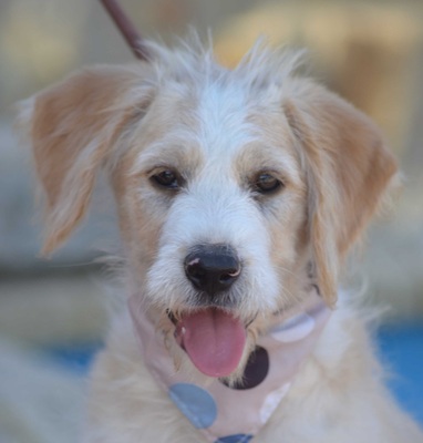 BLÜMCHEN - Linares, Mischling - unkastriert - Hündin