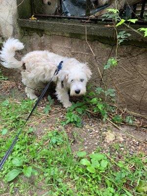 BOB, Westie-Mix - Rüde