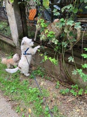 BOB, Westie-Mix - Rüde