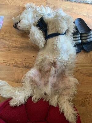 BOB, Westie-Mix - Rüde