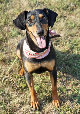 BOBA - R E S E R V I E R T !!!!! sehr aufgeschlossen, anhänglich, verschmust, liebt Menschen, neugierig, gelehrig, nicht zu aktiv, Mischling (Video auf HP) - Hündin