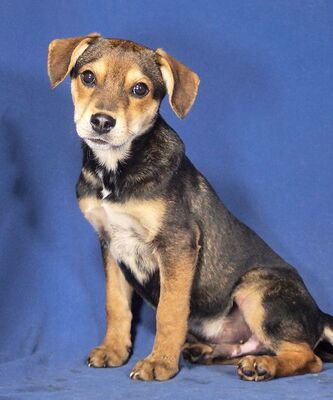 BOBBY - R E S E R V I E R T !!!!! liebenswert und freundlich, fröhlich, verschmust, lebhaft, verspielt, neugierig, katzenverträglich, Mischling Welpen - Rüde