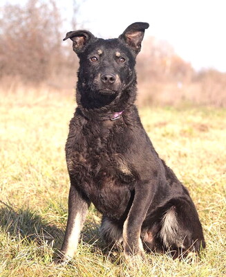 BOBBY - sehr lieb und lustig, neugierig, verschmust, lebhaft, gelehrig