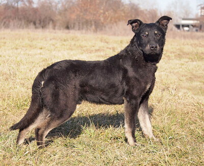 BOBBY - sehr lieb und lustig, neugierig, verschmust, lebhaft, gelehrig, Mischling (Video auf HP) - Rüde