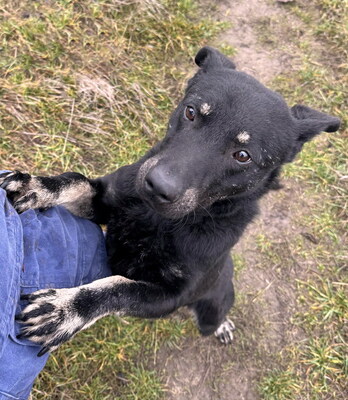 BOBBY - sehr lieb und lustig, neugierig, verschmust, lebhaft, gelehrig, Mischling (Video auf HP) - Rüde