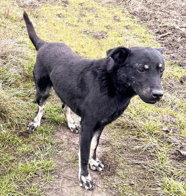 BOBBY - sehr lieb und lustig, neugierig, verschmust, lebhaft, gelehrig, Mischling (Video auf HP) - Rüde