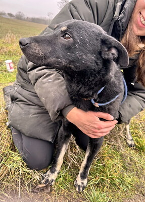 BOBBY - sehr lieb und lustig, neugierig, verschmust, lebhaft, gelehrig, Mischling (Video auf HP) - Rüde