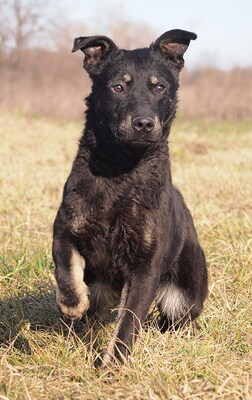 BOBBY - sehr lieb und lustig, neugierig, verschmust, lebhaft, gelehrig, Mischling (Video auf HP) - Rüde