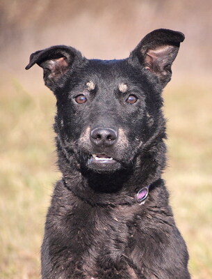 BOBBY - sehr lieb und lustig, neugierig, verschmust, lebhaft, gelehrig, Mischling (Video auf HP) - Rüde